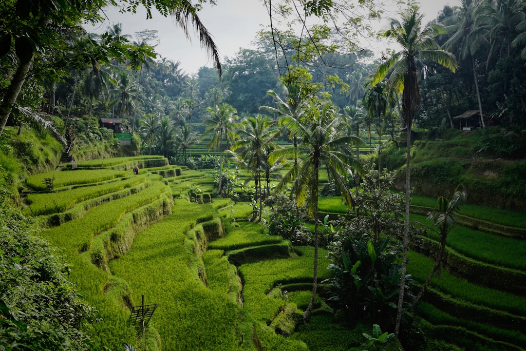 Bali Ubud